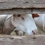 Le Du Larzac A Brunas *
