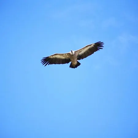 Le Du Larzac A Brunas Creissels