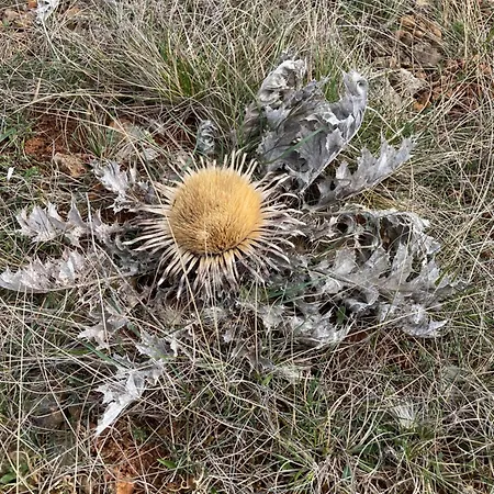 Le Du Larzac A Brunas Creissels
