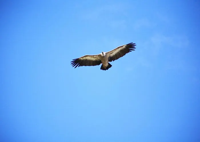 Le Du Larzac A Brunas Creissels