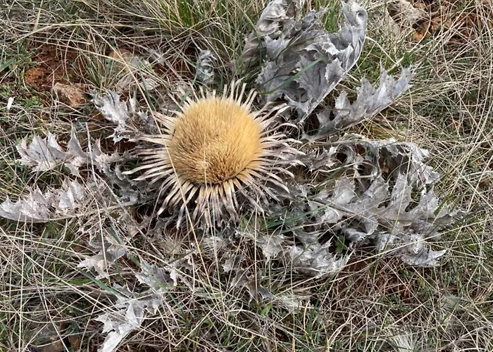 Le Du Larzac A Brunas Creissels